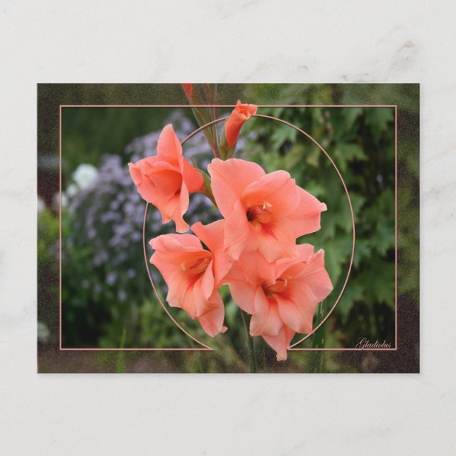 Gladiolus Postcard (Front)