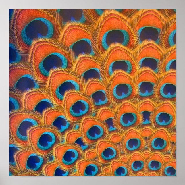 Glam Boho Orange Blue Peacock Feathers Poster (Front)