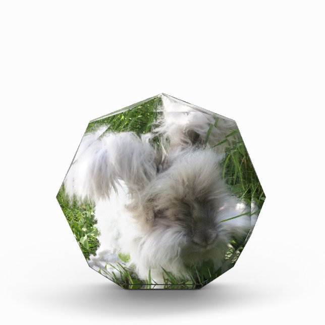 Glass Award - English Angora Rabbit "Bradley" (Front)