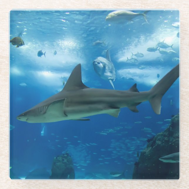 Glass Coaster-Sharks Glass Coaster (Front)