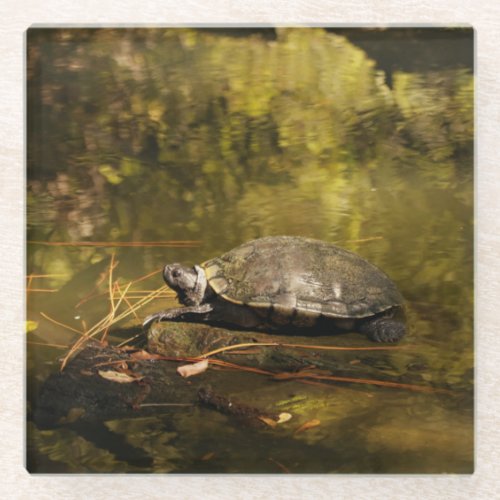 Glass Coaster _ Turtle on Log in Pond