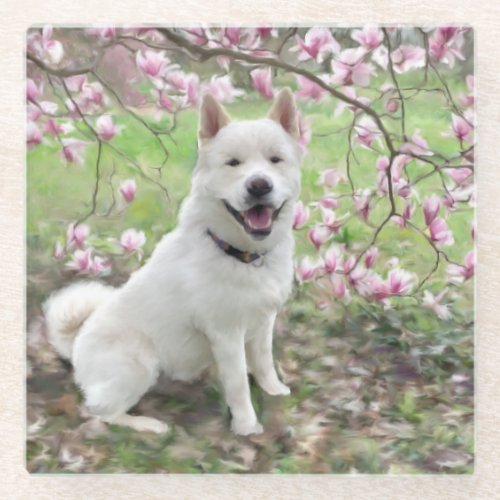 Glass Coaster White Akita