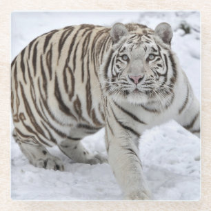 Glass Coaster/White Tiger Coaster
