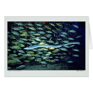 Glass Eel - Sea of Thailand Cards