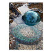 Glass float and anemone (Front)