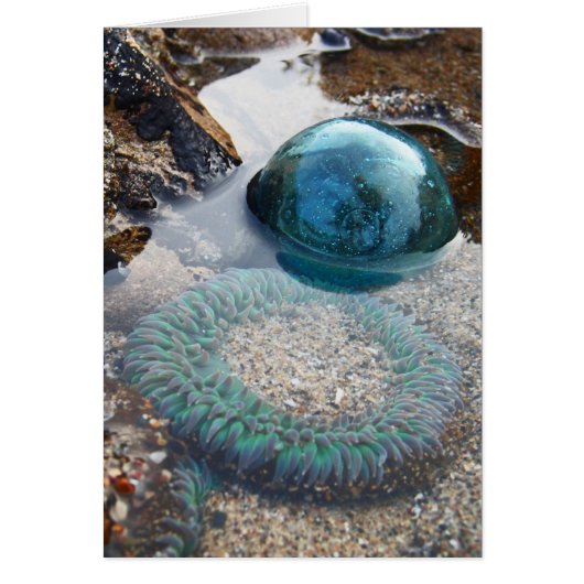 Glass float and anemone cards (Front)