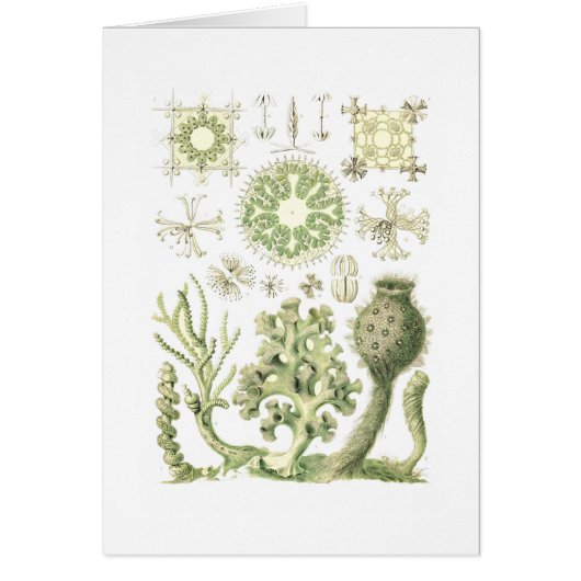 Glass sponges cards (Front)