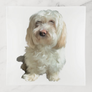 Glass Trinket Tray - White Havanese.