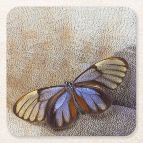 Glass_wing Butterfly Egyptian Goose Feather Square Paper Coaster