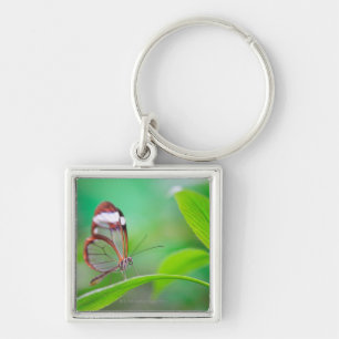 Glass wing butterfly relaxing on fresh green keychain
