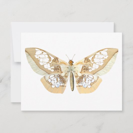 GlassWing Butterfly (Front)