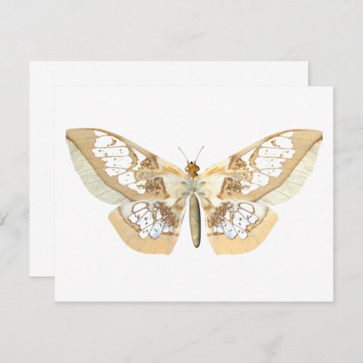 GlassWing Butterfly (Front/Back)