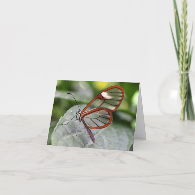 Glasswing Butterfly notecard (Front)