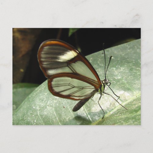 Glasswinged Butterfly Postcard