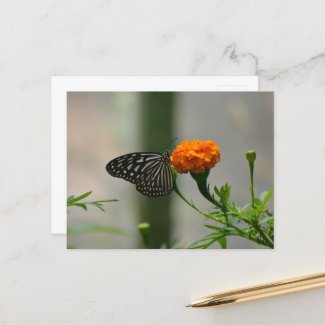 Glassy Tiger Butterfly in Cameron Highlands 