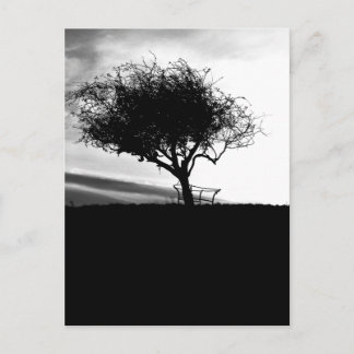 Glastonbury Hawthorn. Tree. Black and White. Postcard