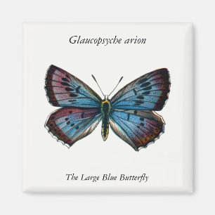 Glaucopsyche arion - The Large Blue Butterfly Magnet