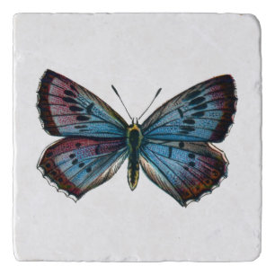 Glaucopsyche arion - The Large Blue Butterfly Trivet