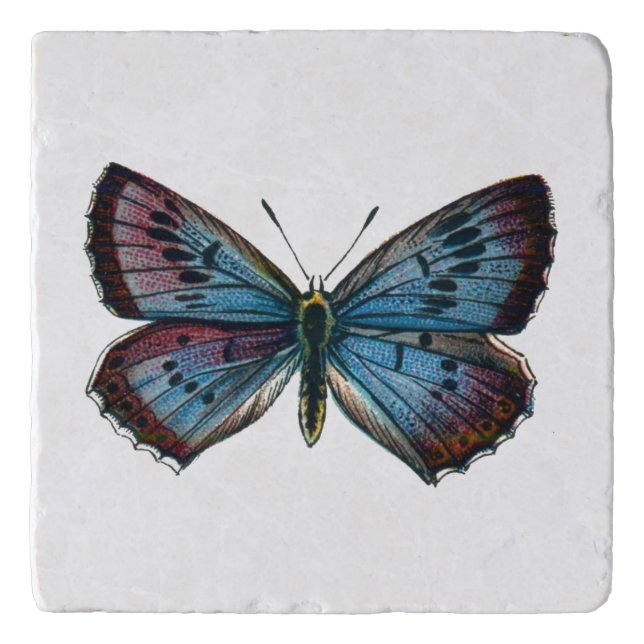 Glaucopsyche arion - The Large Blue Butterfly Trivet (Front)