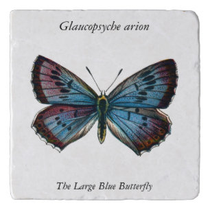 Glaucopsyche arion - The Large Blue Butterfly Trivet
