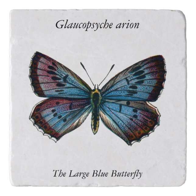 Glaucopsyche arion - The Large Blue Butterfly Trivet (Front)
