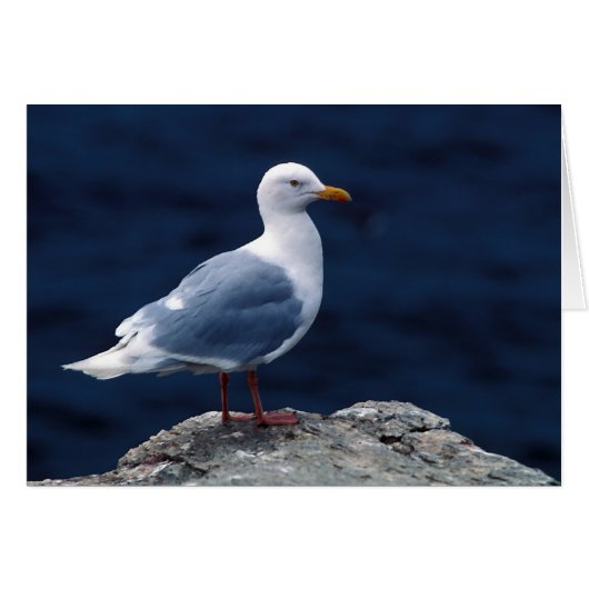 Glaucous Gull Cards (Front Horizontal)