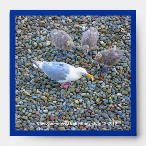 Glaucous_winged Gull family square Envelope