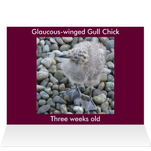 Glaucous-winged Gulls Card (Inside Horizontal (Top))