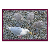 Glaucous-winged Gulls Card (Front Horizontal)