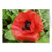 Glenveigh National Park, N.I. (Front Horizontal)