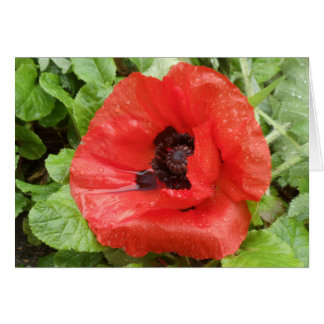 Glenveigh National Park, N.I.