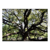 glenwood live oak (Front Horizontal)