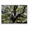 glenwood live oak