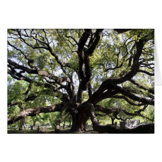 glenwood live oak cards (Front Horizontal)