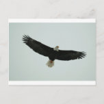 Gliding bald eagle postcard