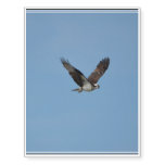 Gliding Osprey Temporary Tattoos