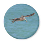 Gliding Pelican Magnet