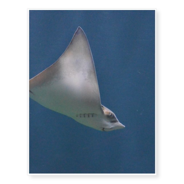 Gliding Stingray Temporary Tattoos (Front)
