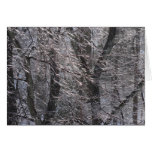 Glistening Icy Forest in Morning Light I Cards