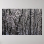 Glistening Icy Forest in Morning Light I Poster