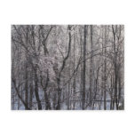 Glistening Icy Forest in Morning Light II Postcard