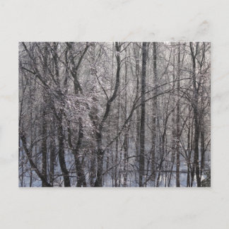 Glistening Icy Forest in Morning Light II Postcard