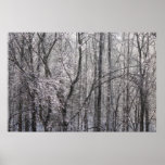 Glistening Icy Forest in Morning Light II Poster