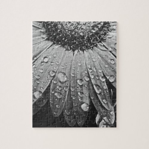 Glistening Rain Drops on Daisy Flower Jigsaw Puzzle