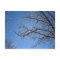 Glittering Ice and Snow Covered Trees