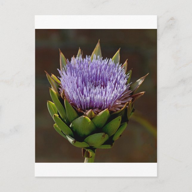 Globe Artichoke, Cynara Cardunculus, in flower. Postcard (Front)