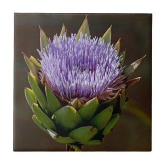 Globe Artichoke, Cynara Cardunculus, in flower. Tile
