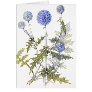 Globe Thistle Collection Cards