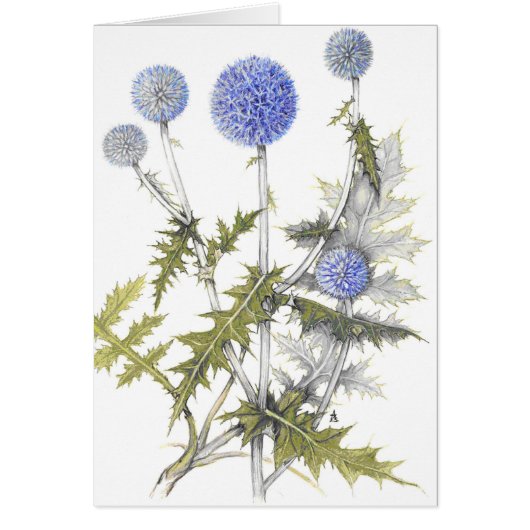 Globe Thistle Collection Cards (Front)