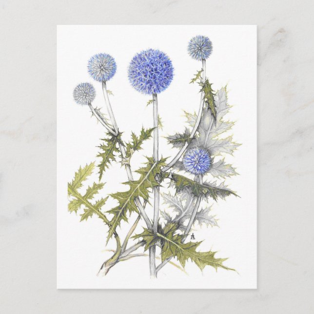 Globe Thistle Collection Postcard (Front)